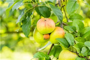 Malus domestica 'Roter Berlepsch' - Apfel 'Roter Berlepsch' Malus domestica 'Roter Berlepsch' - Apfel 'Roter Berlepsch'