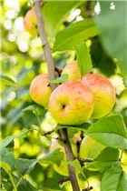 Malus domestica 'Roter Berlepsch' - Apfel 'Roter Berlepsch' Malus domestica 'Roter Berlepsch' - Apfel 'Roter Berlepsch'