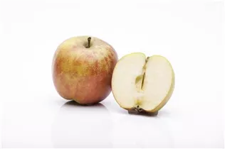 Malus domestica 'Holsteiner Cox' - Herbstapfel 'Holsteiner Cox' 