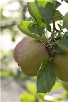 Malus domestica 'Roter Boskoop' - Apfel 'Roter Boskoop'
