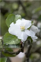 Malus domestica 'Roter Boskoop' - Apfel 'Roter Boskoop'