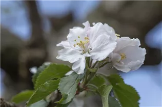 Malus domestica 'Roter Boskoop' - Apfel 'Roter Boskoop'