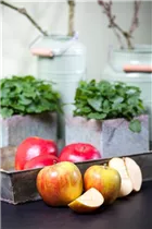 Malus domestica 'Holsteiner Cox' - Herbstapfel 'Holsteiner Cox' 