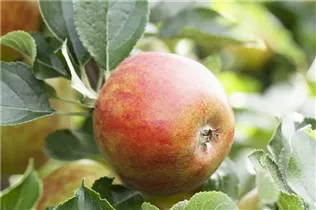 Malus domestica 'Holsteiner Cox' - Herbstapfel 'Holsteiner Cox' 