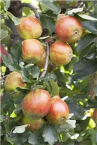 Malus domestica 'Holsteiner Cox' - Herbstapfel 'Holsteiner Cox' 