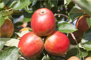 Malus domestica 'Holsteiner Cox' - Herbstapfel 'Holsteiner Cox' 
