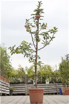 Malus domestica 'Idared' - Apfel 'Idared' Malus domestica 'Idared' - Apfel 'Idared'