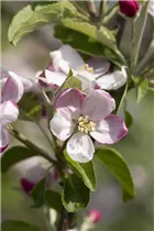 Malus domestica 'Ingrid Marie' - Apfel 'Ingrid Marie'