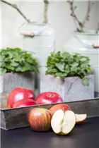 Malus domestica 'Rubinette'® - Herbstapfel 'Rubinette'®