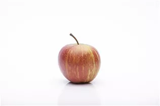 Malus domestica 'Rubinette'® - Herbstapfel 'Rubinette'®