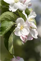 Malus domestica 'Jakob Lebel' - Herbstapfel 'Jakob Lebel' Malus domestica 'Jakob Lebel' - Herbstapfel 'Jakob Lebel'