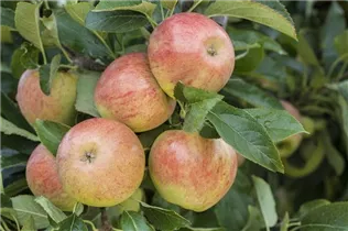 Malus domestica 'James Grieve' - Apfel 'James Grieve'