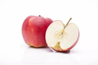 Malus domestica 'Jonagold' - Apfel 'Jonagold' Malus domestica 'Jonagold' - Apfel 'Jonagold'