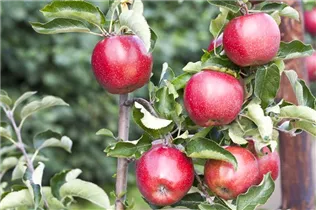 Malus domestica 'Jonagold' - Apfel 'Jonagold' Malus domestica 'Jonagold' - Apfel 'Jonagold'