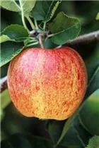 Malus domestica 'Ontario' - Apfel 'Ontario'