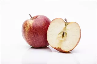 Malus domestica 'Jonagored' - Apfel 'Jonagored'