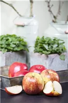 Malus domestica 'Jonagored' - Apfel 'Jonagored'