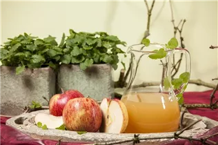 Malus domestica 'Jonagored' - Apfel 'Jonagored'