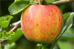 Malus domestica 'Jonagored' - Apfel 'Jonagored'