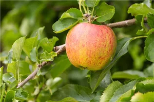 Malus domestica 'Jonagored' - Apfel 'Jonagored'