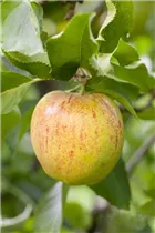 Malus domestica 'Jonagored' - Apfel 'Jonagored'
