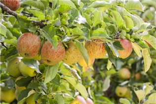 Malus domestica 'Jonagored' - Apfel 'Jonagored'