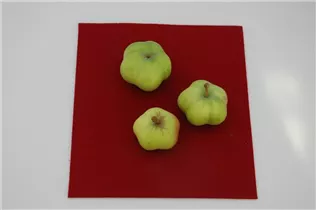 Malus domestica 'Sternapfel' - Apfel 'Sternapfel' Malus domestica 'Sternapfel' - Apfel 'Sternapfel'