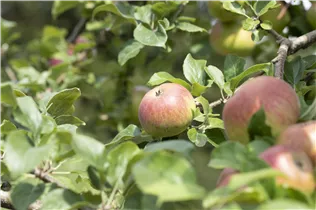 Malus domestica 'Landsberger Renette' - Apfel 'Landsberger Renette' Malus domestica 'Landsberger Renette' - Apfel 'Landsberger Renette'