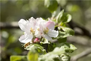 Malus domestica 'Landsberger Renette' - Apfel 'Landsberger Renette' Malus domestica 'Landsberger Renette' - Apfel 'Landsberger Renette'