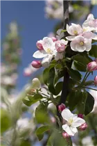 Malus domestica 'Landsberger Renette' - Apfel 'Landsberger Renette' Malus domestica 'Landsberger Renette' - Apfel 'Landsberger Renette'