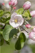 Malus domestica 'Landsberger Renette' - Apfel 'Landsberger Renette' Malus domestica 'Landsberger Renette' - Apfel 'Landsberger Renette'