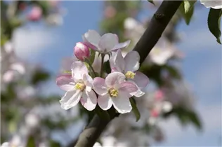 Malus domestica 'Landsberger Renette' - Apfel 'Landsberger Renette' Malus domestica 'Landsberger Renette' - Apfel 'Landsberger Renette'