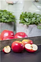 Malus domestica 'Topaz'(s) - Winterapfel 'Topaz'(s)
