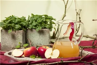 Malus domestica 'Topaz'(s) - Winterapfel 'Topaz'(s)