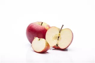 Malus domestica 'Topaz'(s) - Winterapfel 'Topaz'(s)