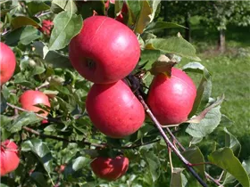 Malus domestica 'Topaz'(s) - Winterapfel 'Topaz'(s)