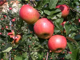 Malus domestica 'Topaz'(s) - Winterapfel 'Topaz'(s)