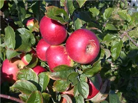 Malus domestica 'Lane´s Prince Albert' - Apfel 'Lane´s Prince Albert'