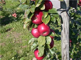 Malus domestica 'Lane´s Prince Albert' - Apfel 'Lane´s Prince Albert'