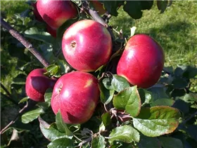 Malus domestica 'Lane´s Prince Albert' - Apfel 'Lane´s Prince Albert'