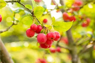 Malus 'Evereste'® - Zierapfel 'Evereste'®
