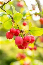 Malus 'Evereste'® - Zierapfel 'Evereste'®