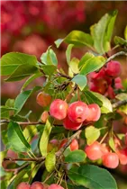 Malus 'Evereste'® - Zierapfel 'Evereste'®