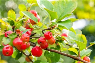 Malus 'Evereste'® - Zierapfel 'Evereste'®