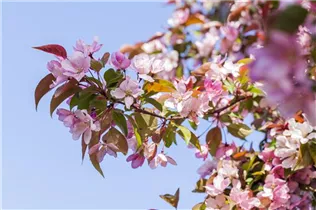 Malus floribunda - Zierapfel Malus floribunda - Zierapfel