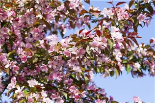 Malus floribunda - Zierapfel Malus floribunda - Zierapfel
