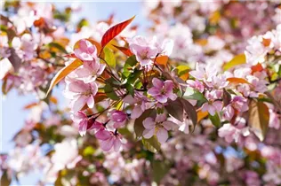 Malus floribunda - Zierapfel Malus floribunda - Zierapfel