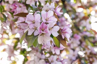 Malus floribunda - Zierapfel Malus floribunda - Zierapfel