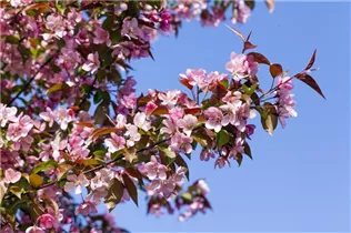 Malus floribunda - Zierapfel Malus floribunda - Zierapfel