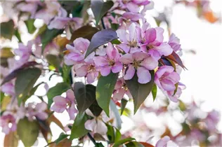 Malus floribunda - Zierapfel Malus floribunda - Zierapfel